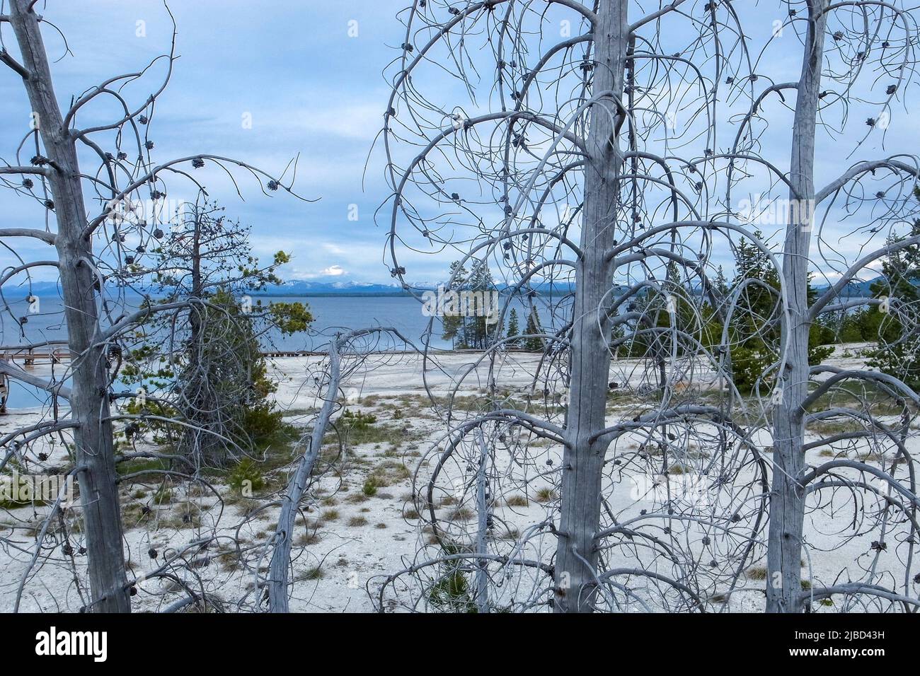 Dead trees in geothermal area of Yellowstone National Park with