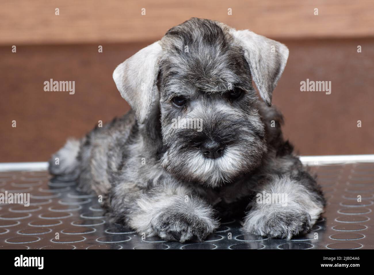 A small bearded miniature schnauzer puppy lying on the grooming table and looking at you. Stock Photo
