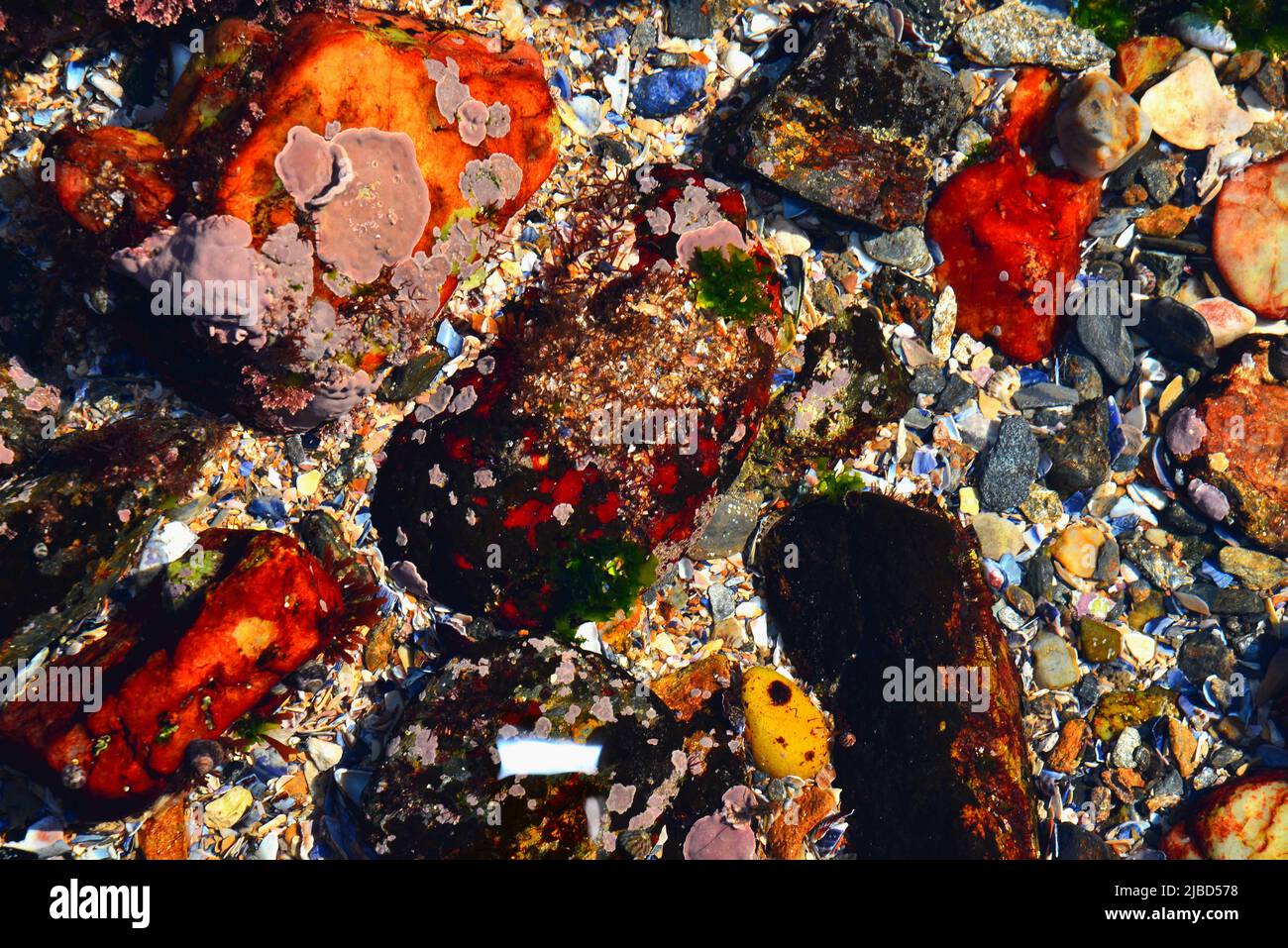 Rich colouring of the sea bed Stock Photo