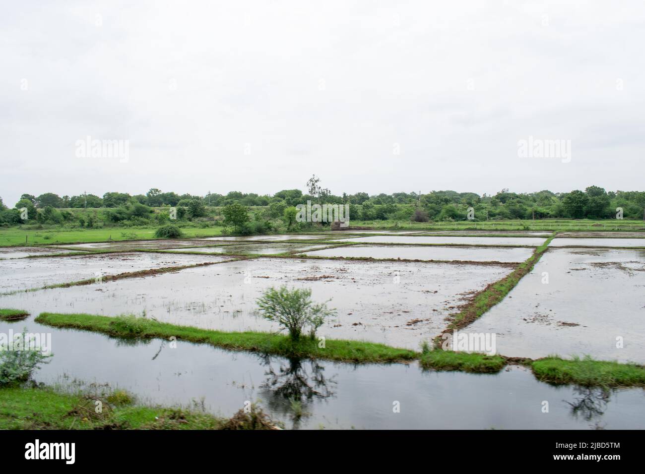 paddy field filled with water in India. Stock Photo