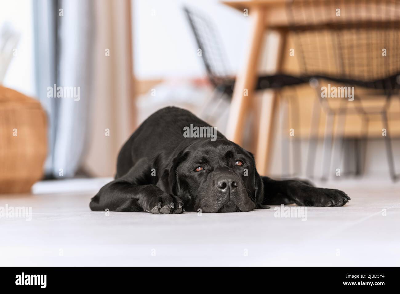 Contrast of the shiny black coat of a young slumbering Labrador with the white floor of a Mediterranean spacious villa Stock Photo