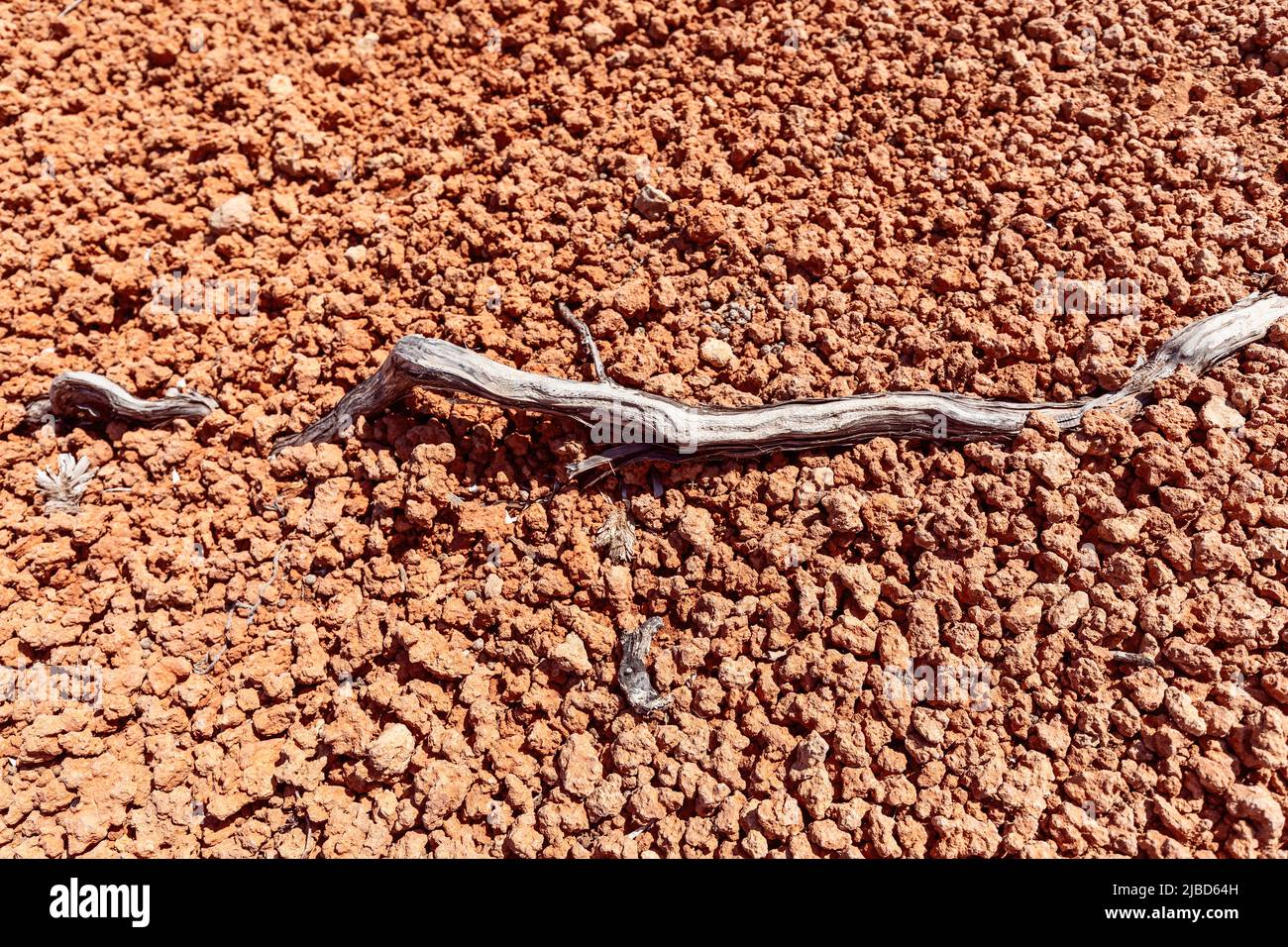 Heat-seared plant root on hot, lifeless orange shoreline rocks, Ibiza, Balearic Islands, Spain Stock Photo