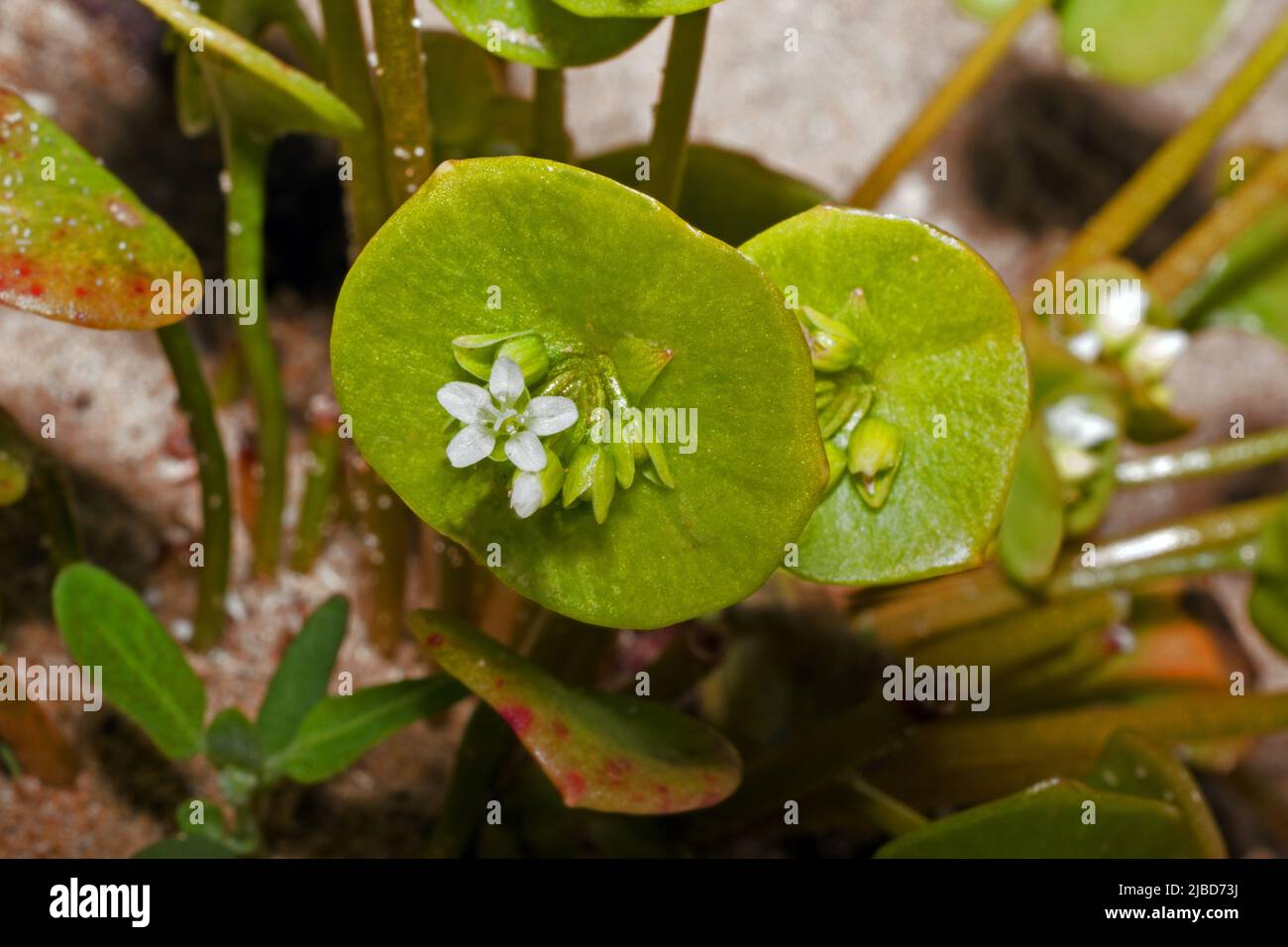Claytonia perfoliata (miner's lettuce) is an edible, fleshy, herbaceous, annual native to western regions of North America. Stock Photo