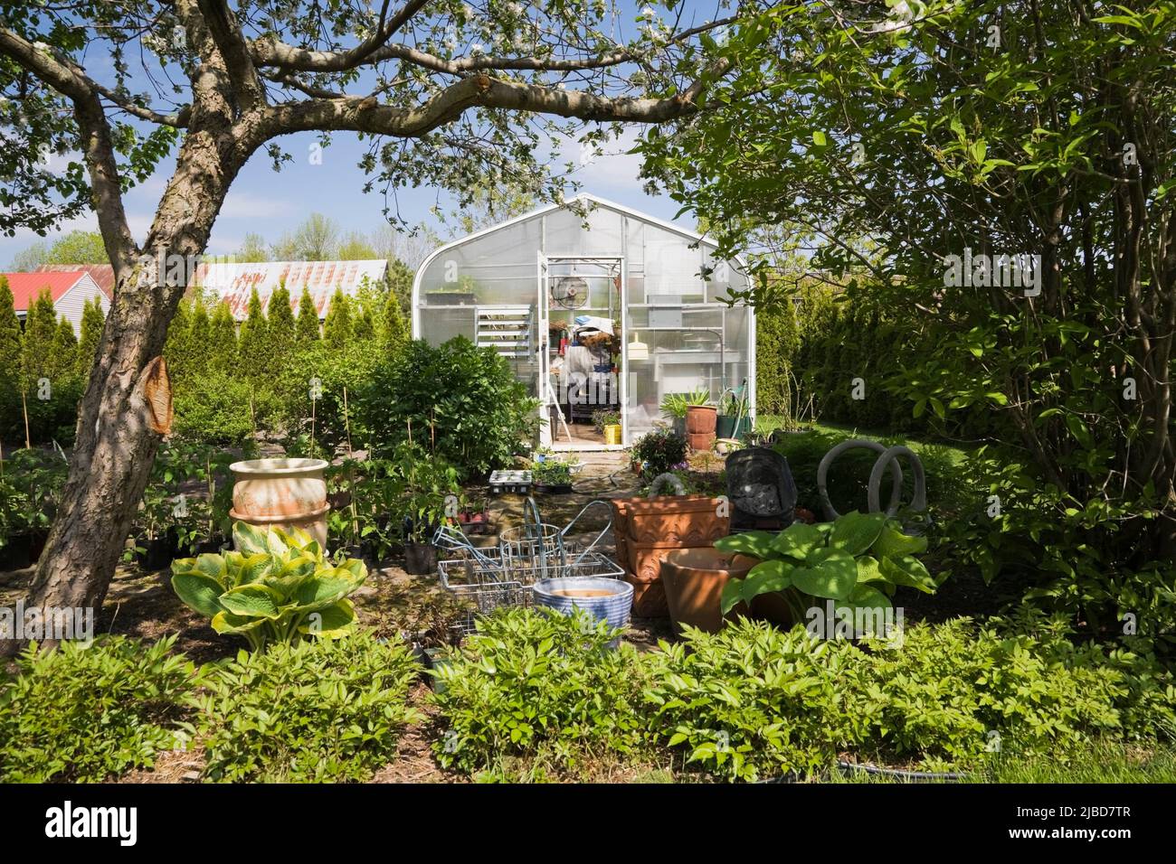 Greenhouse framed by white flowering Malus domestica 'Cortland' - Apple tree in backyard garden in spring. Stock Photo