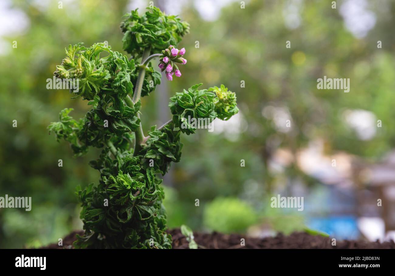 green dianthus plant Green Wicky | Buy Fresh Green Wicky Malaysia