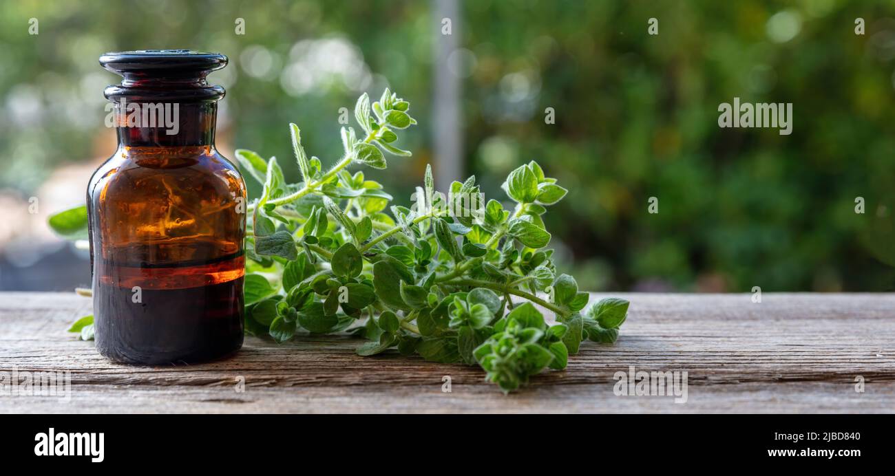Oregano herb essential oil close up. Aromatic culinary and therapeutic