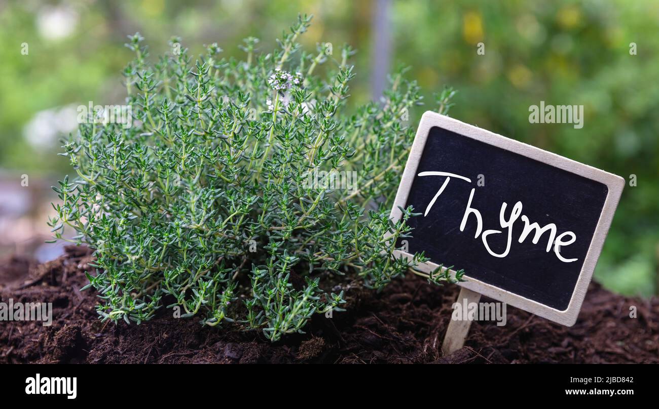 Thyme or Thymus culinary medicinal use herb. Fresh aromatic