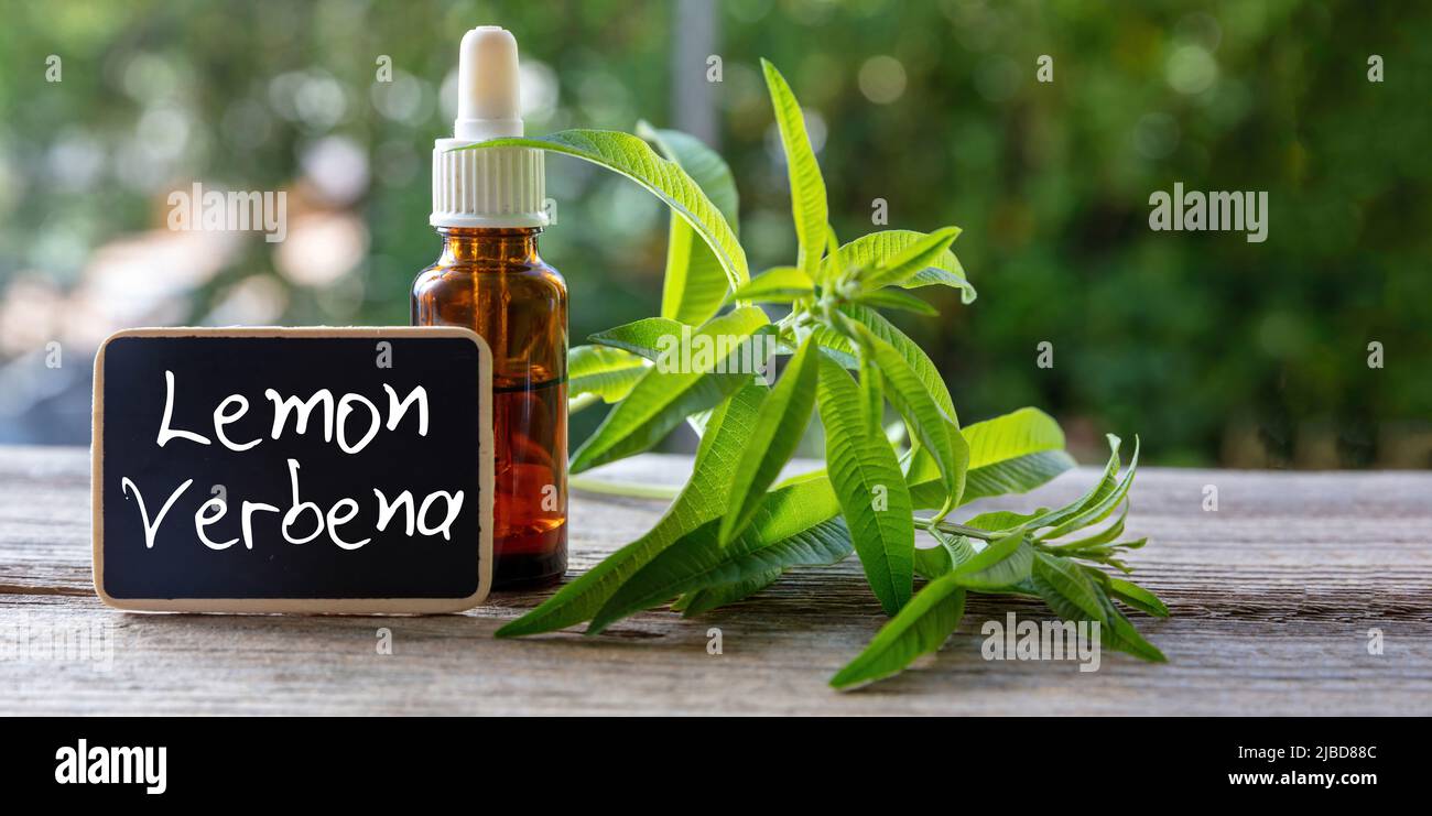 Lemon verbena herb essential oil and text label. Aromatic and therapeutic  plant. Aloysia citrodora herbal tea and aromatherapy, homeopathy use Stock  Photo - Alamy