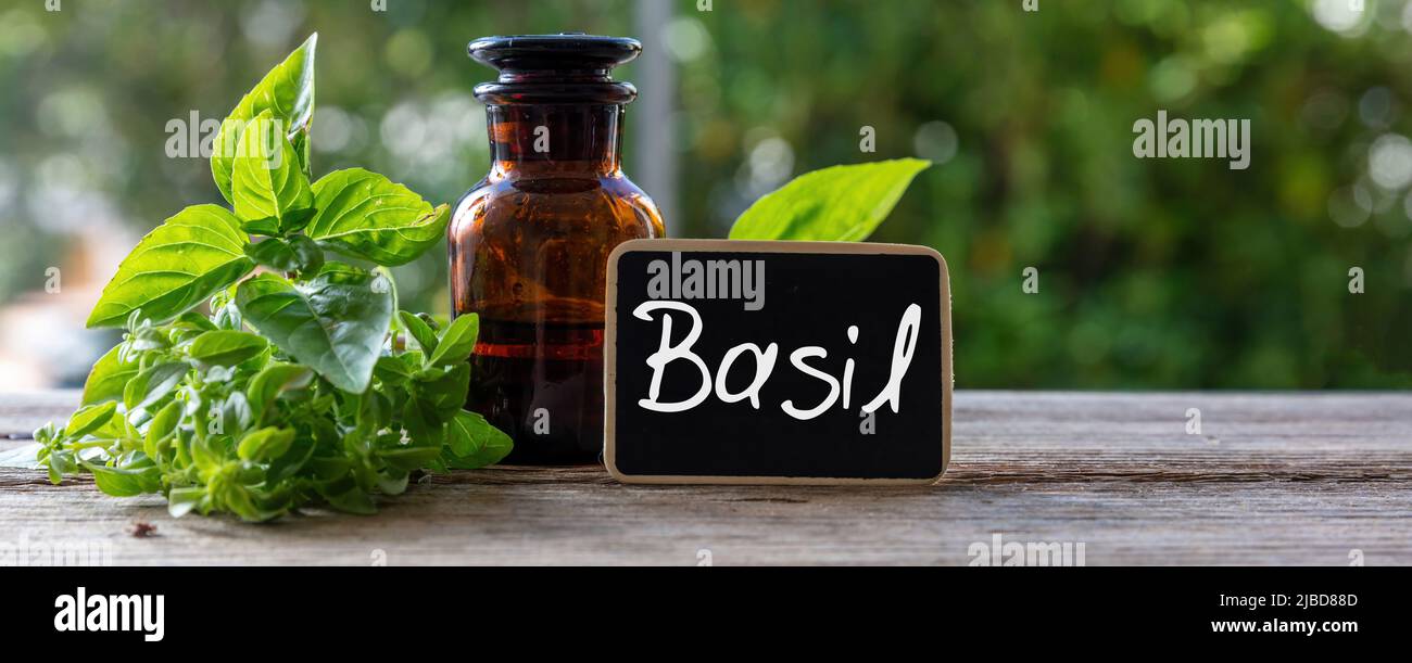 Basil herb essential oil and text label. Aromatic culinary and