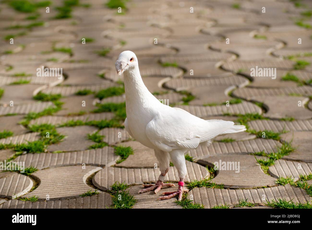 White domestic pigeon stands on the path at backyard Stock Photo Alamy