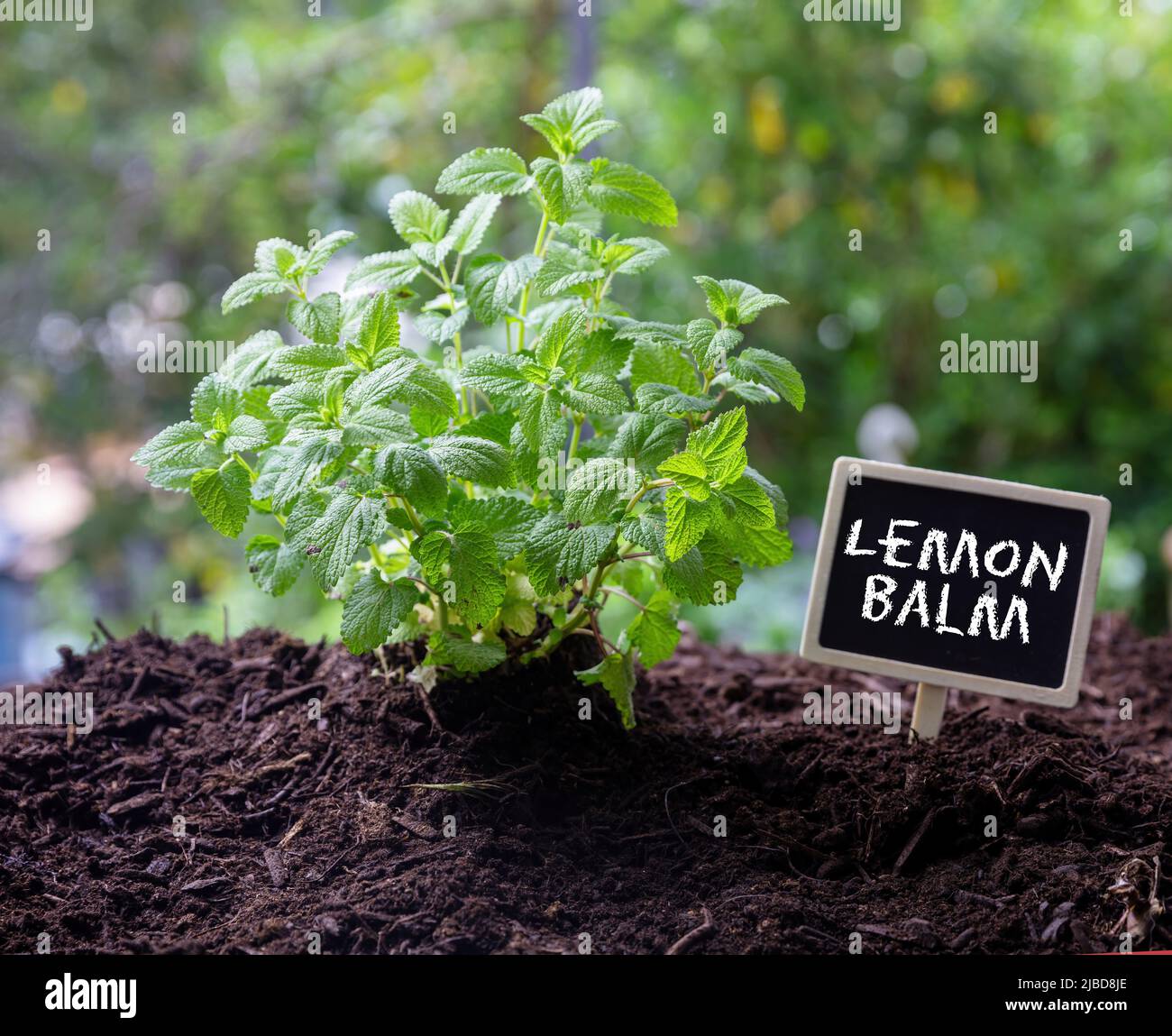 Lemon balm aromatic herb and text label. Melissa officinalis plant ingredient of Carmelite water in soil, close up view. Stock Photo