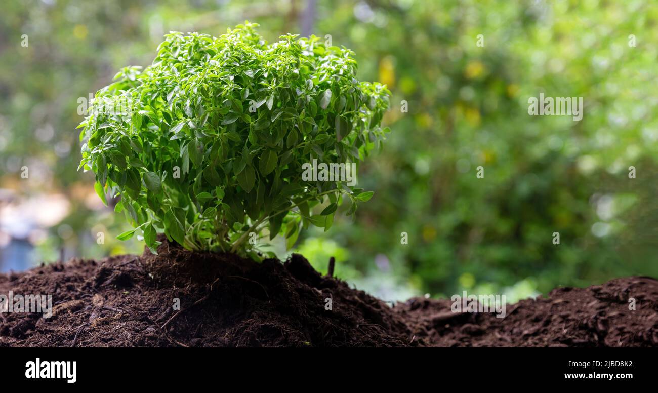 Basil culinary herb, aromatic and therapeutic plant. Fresh Great or