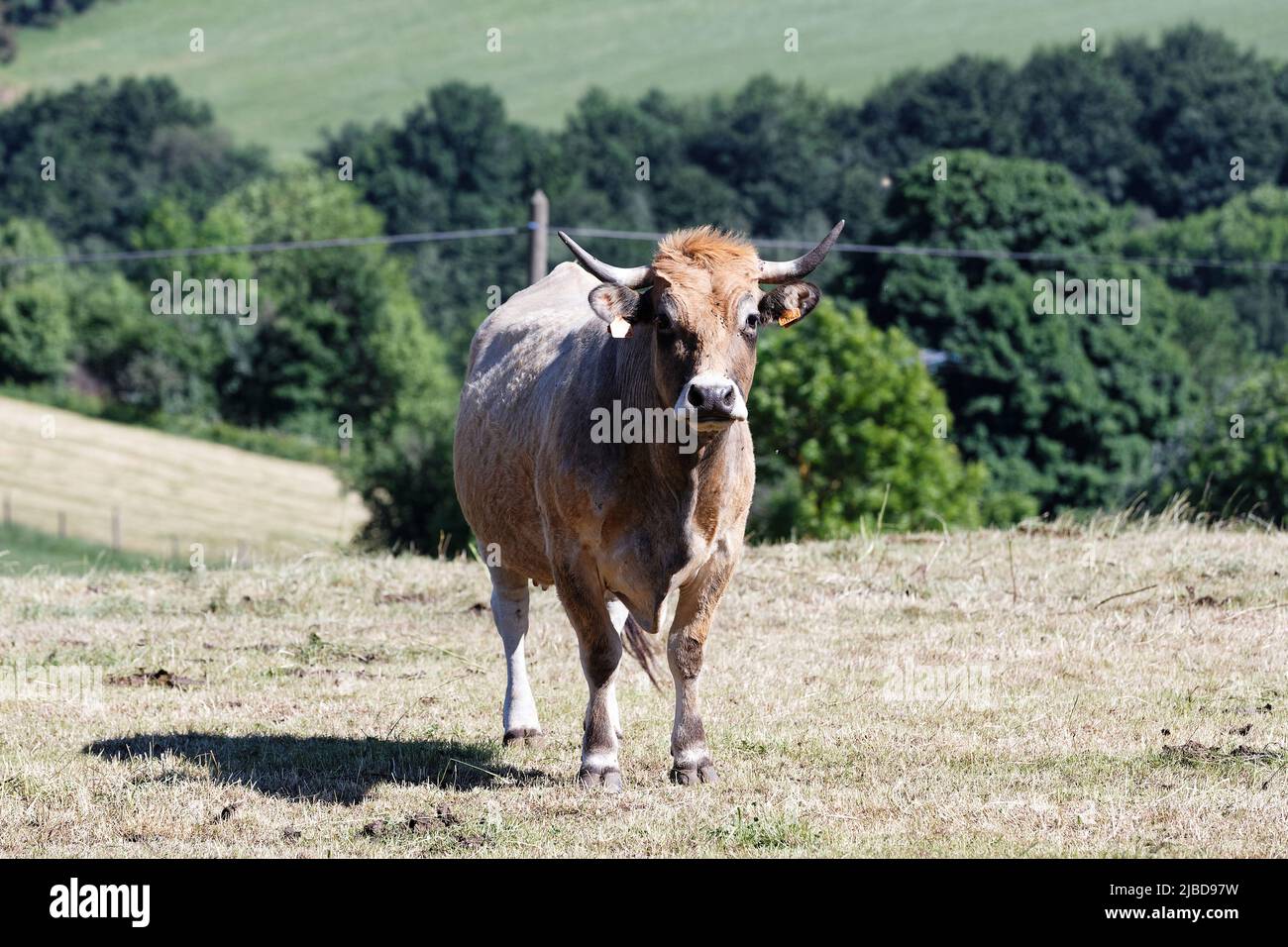 French Aubrac cow . Curious cow staring at the photographer Stock Photo