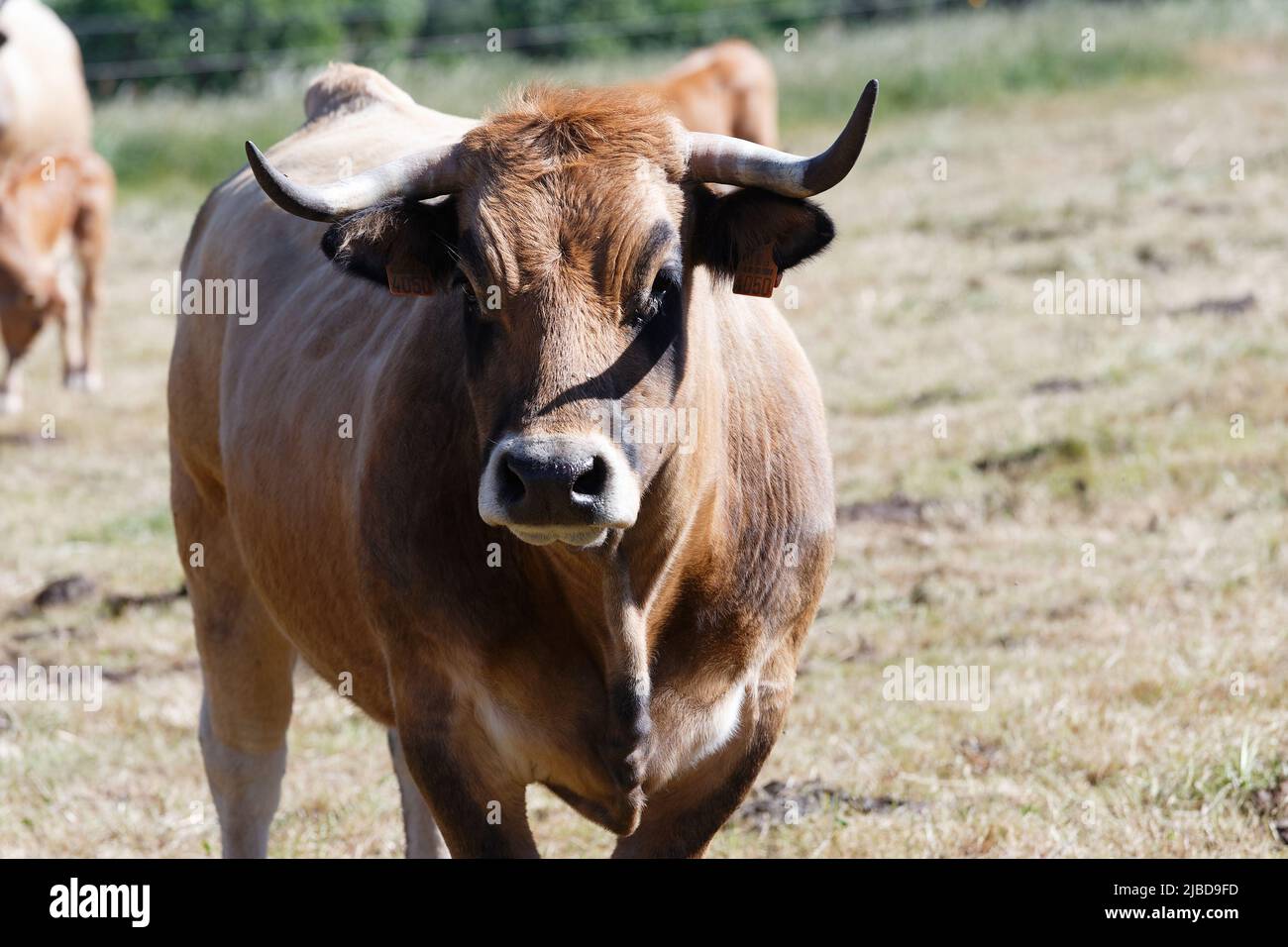 French Aubrac cow . Curious cow staring at the photographer Stock Photo Alamy