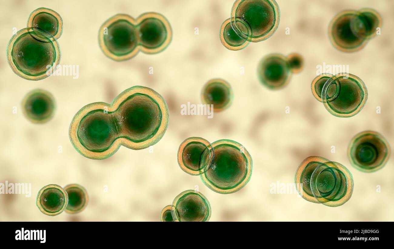 Blastomyces fungus, illustration Stock Photo - Alamy