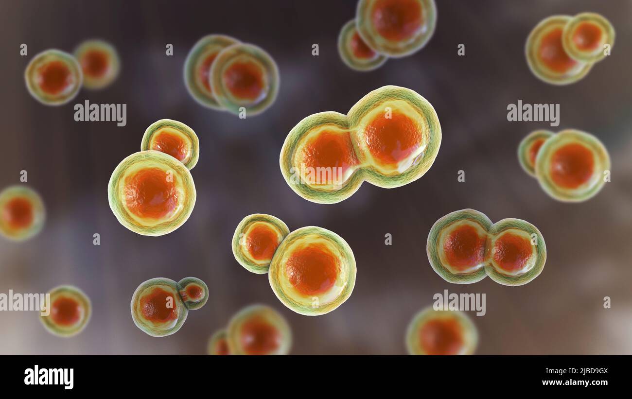 Blastomyces fungus, illustration Stock Photo Alamy