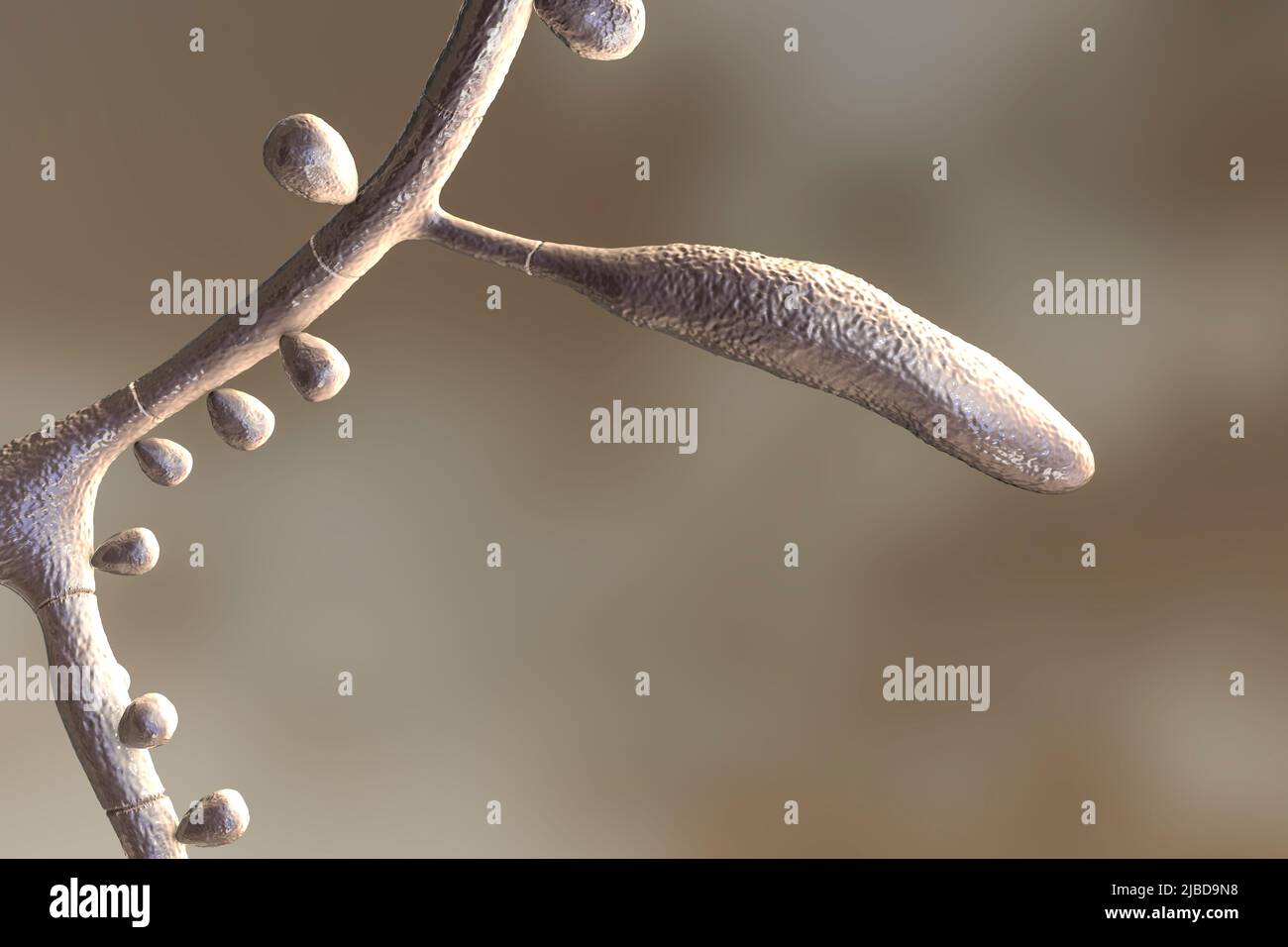 Trichophyton rubrum fungi, artwork Stock Photo