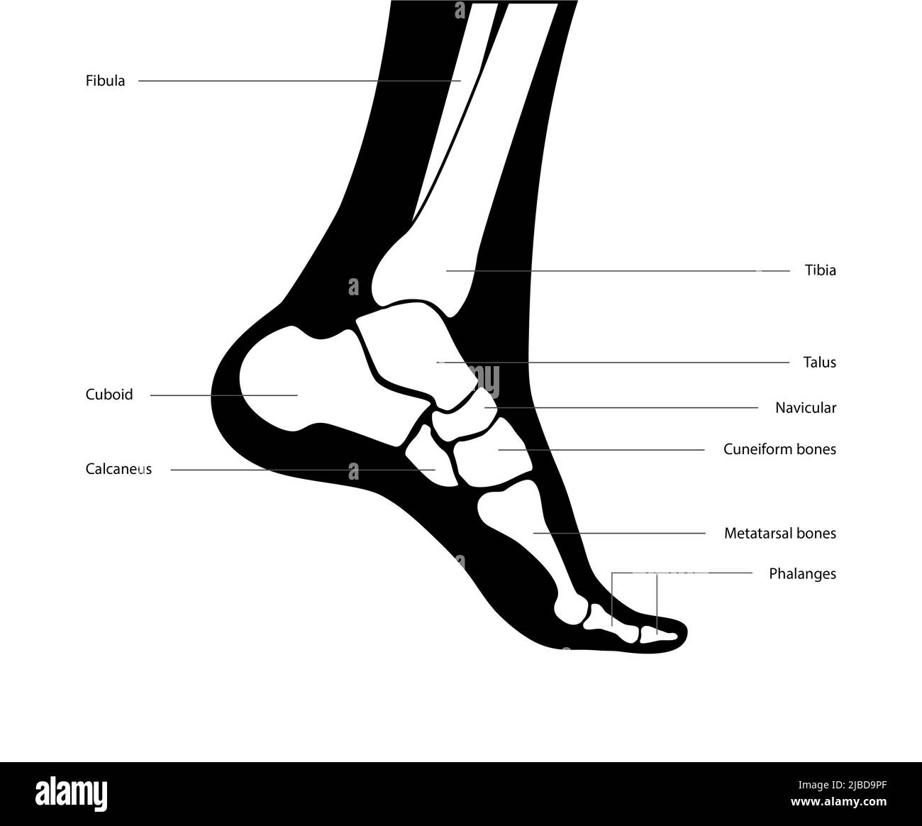 Foot anatomy, illustration Stock Photo