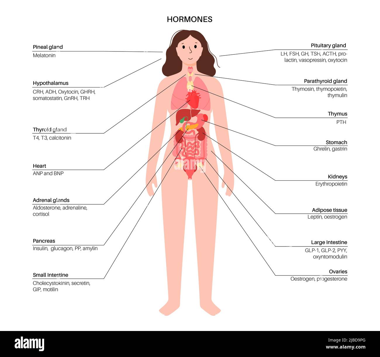 Hormones In Human Body Diagram