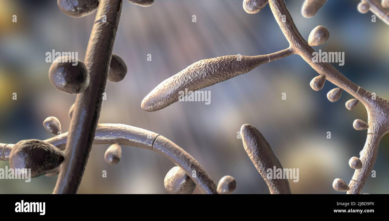 Trichophyton rubrum fungi, artwork Stock Photo