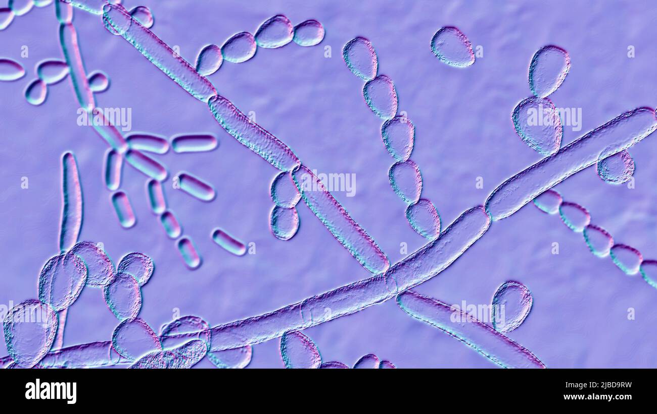 Trichosporon fungus, illustration Stock Photo