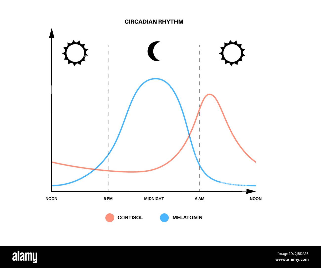 Sleep wake cycle, illustration Stock Photo