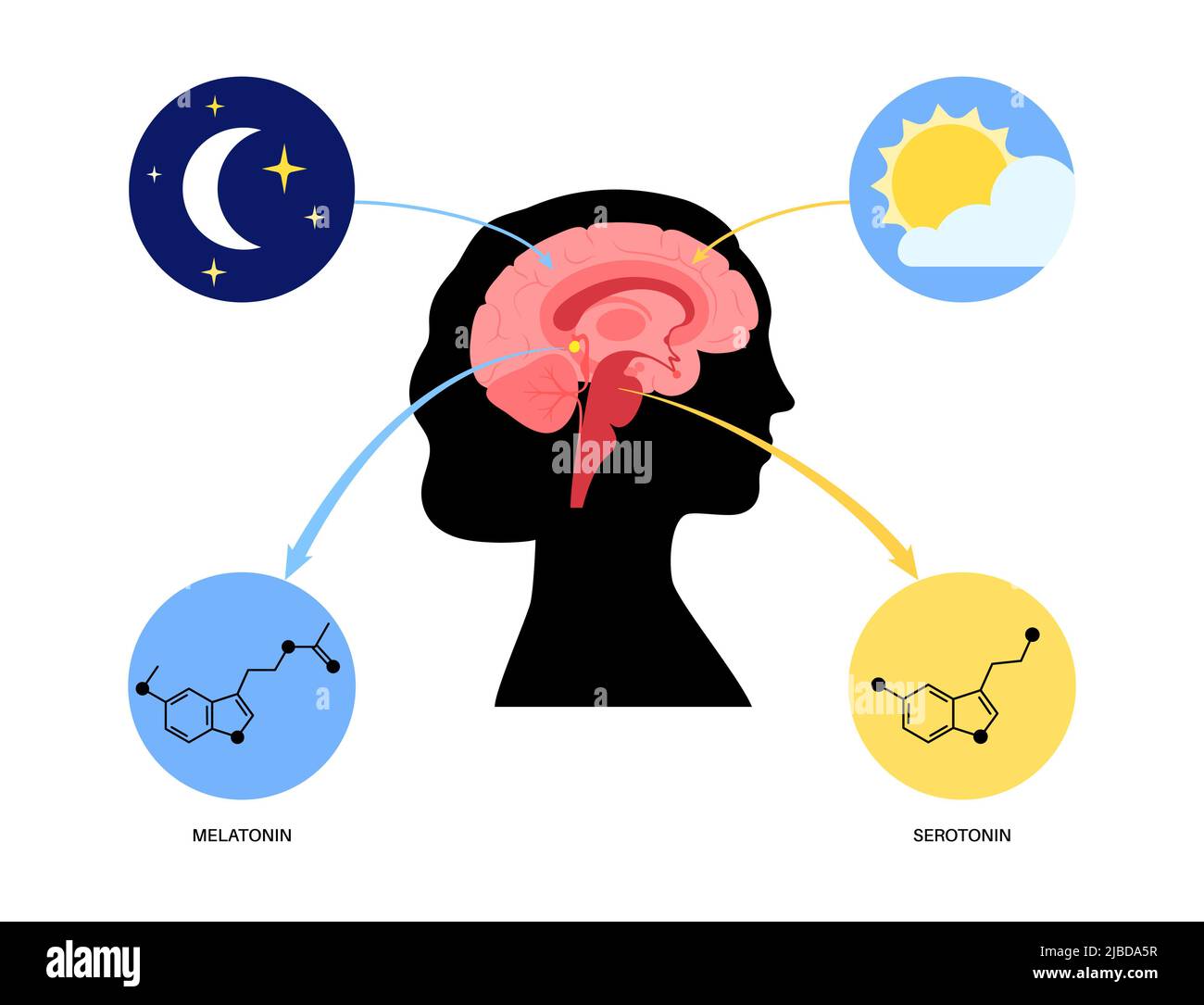 Sleep wake cycle, illustration Stock Photo - Alamy