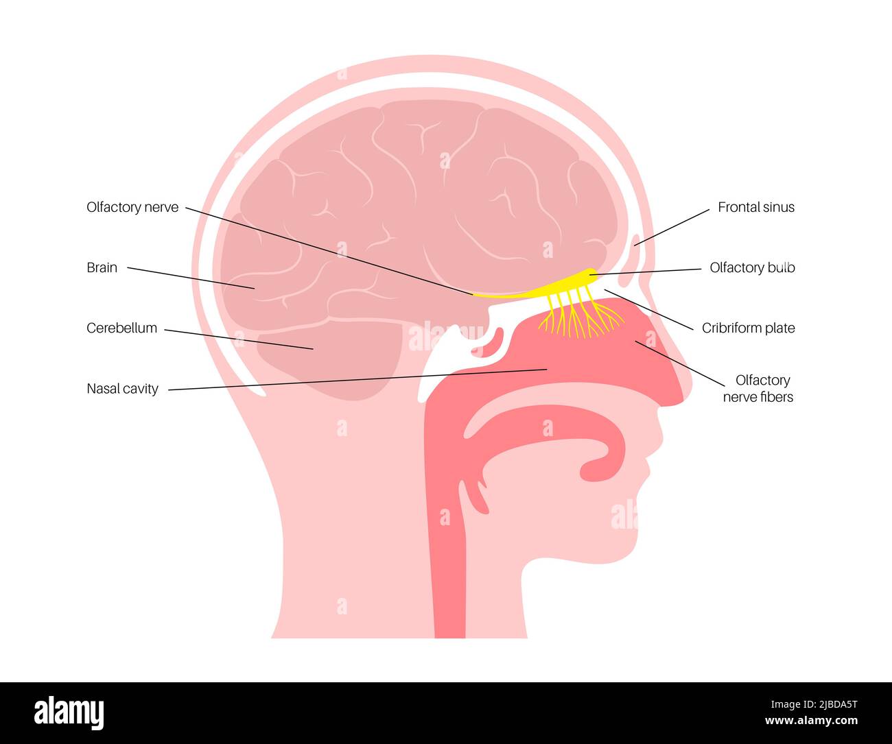 Glomerulus nose hires stock photography and images Alamy