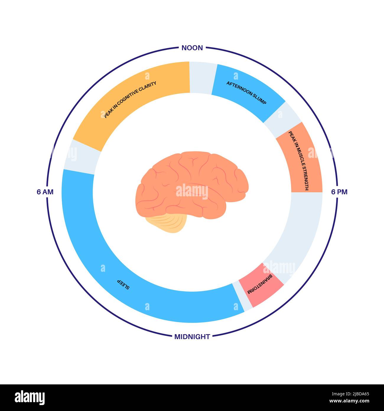 Sleep wake cycle, illustration Stock Photo - Alamy