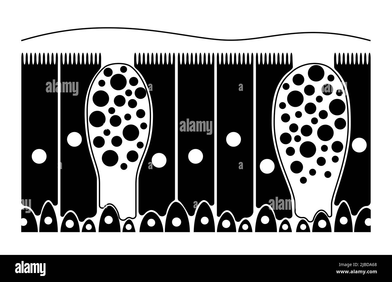 Nasal epithelium, illustration Stock Photo