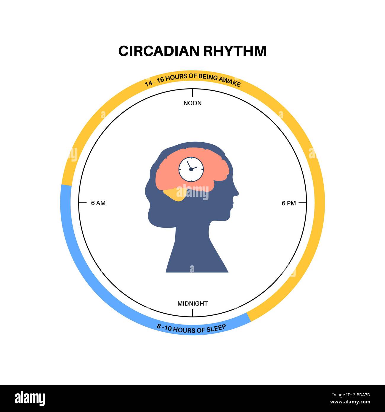 sleep-wake-cycle-illustration-stock-photo-alamy