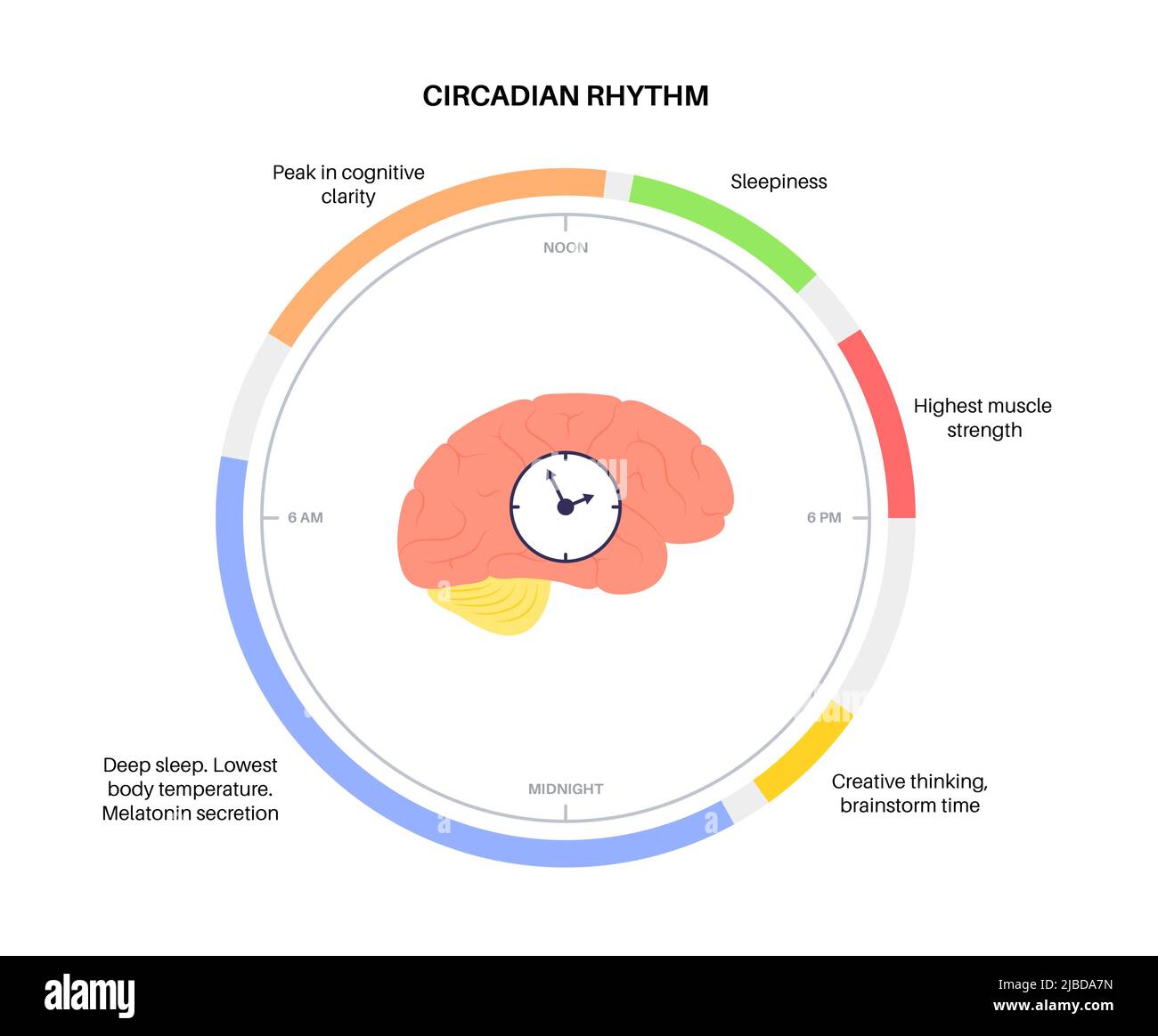 Sleep wake cycle, illustration Stock Photo - Alamy