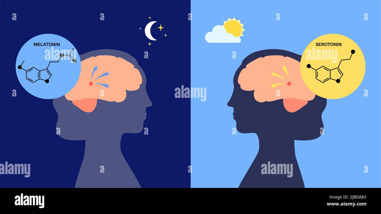 Sleep wake cycle, illustration Stock Photo - Alamy
