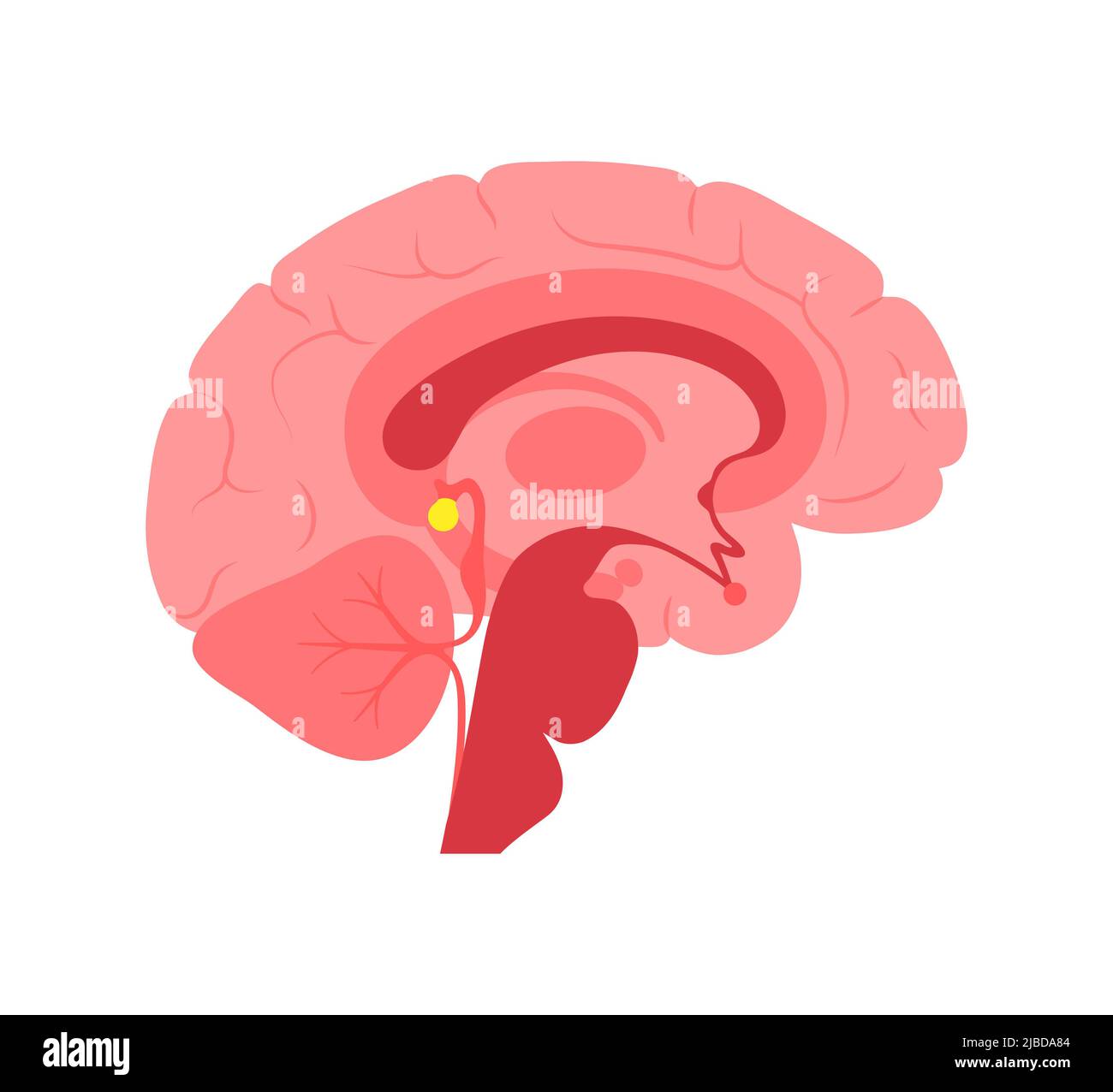 Pineal gland, illustration Stock Photo - Alamy