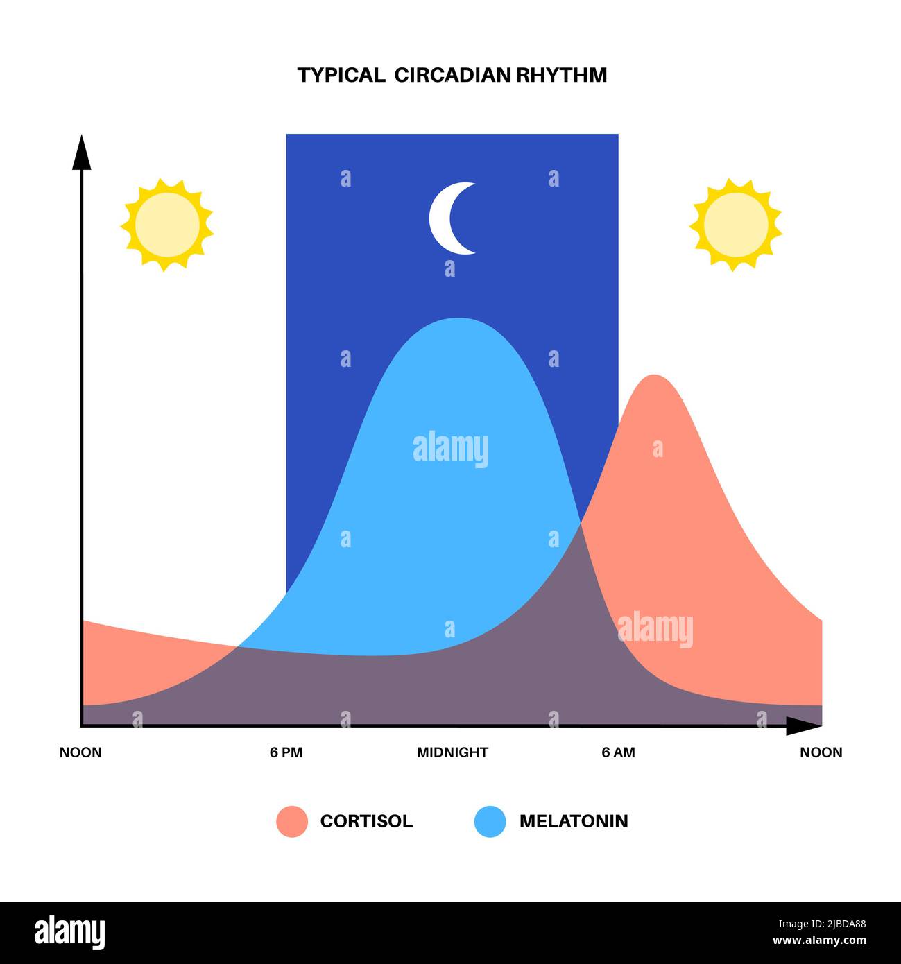 Sleep wake cycle, illustration Stock Photo - Alamy