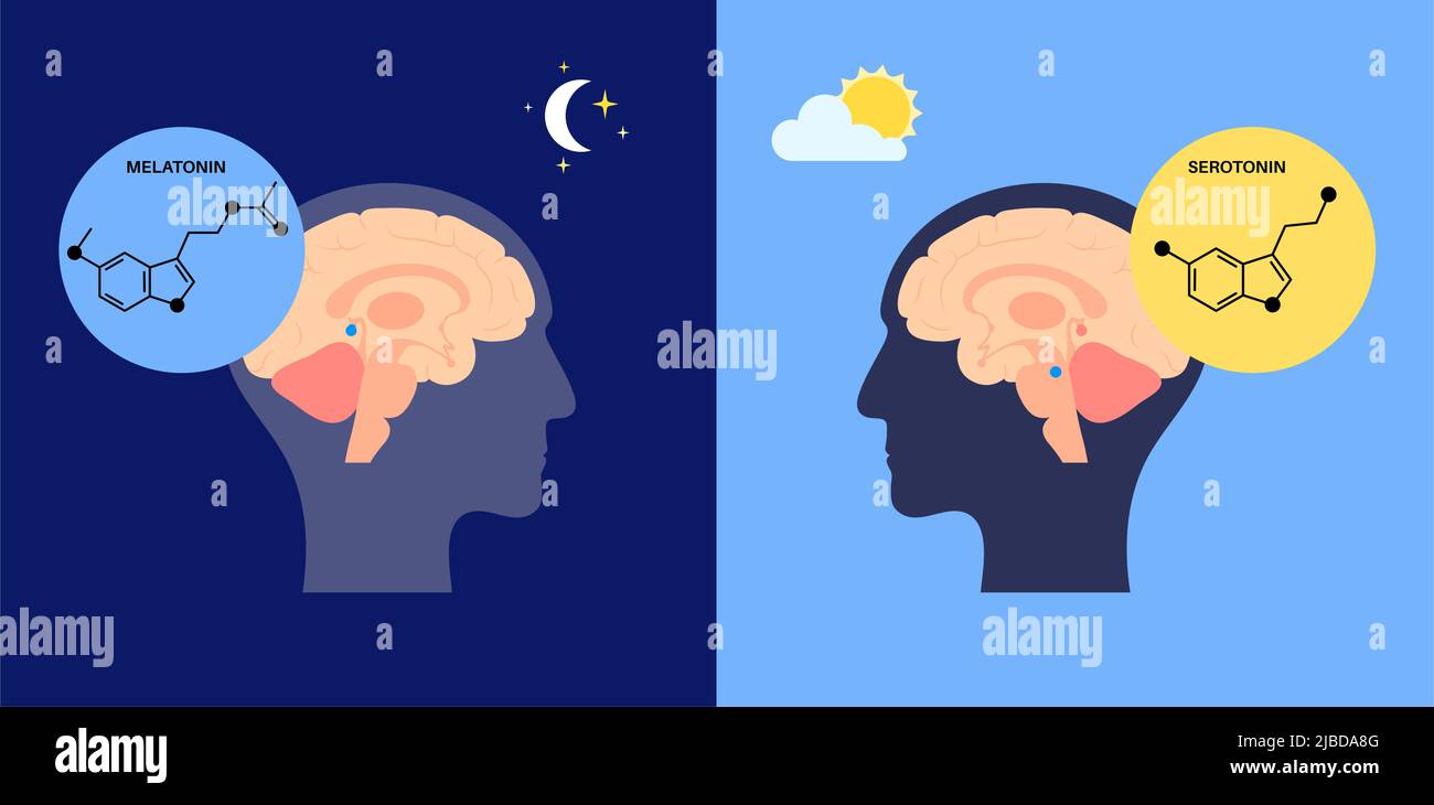 Sleep wake cycle, illustration Stock Photo - Alamy