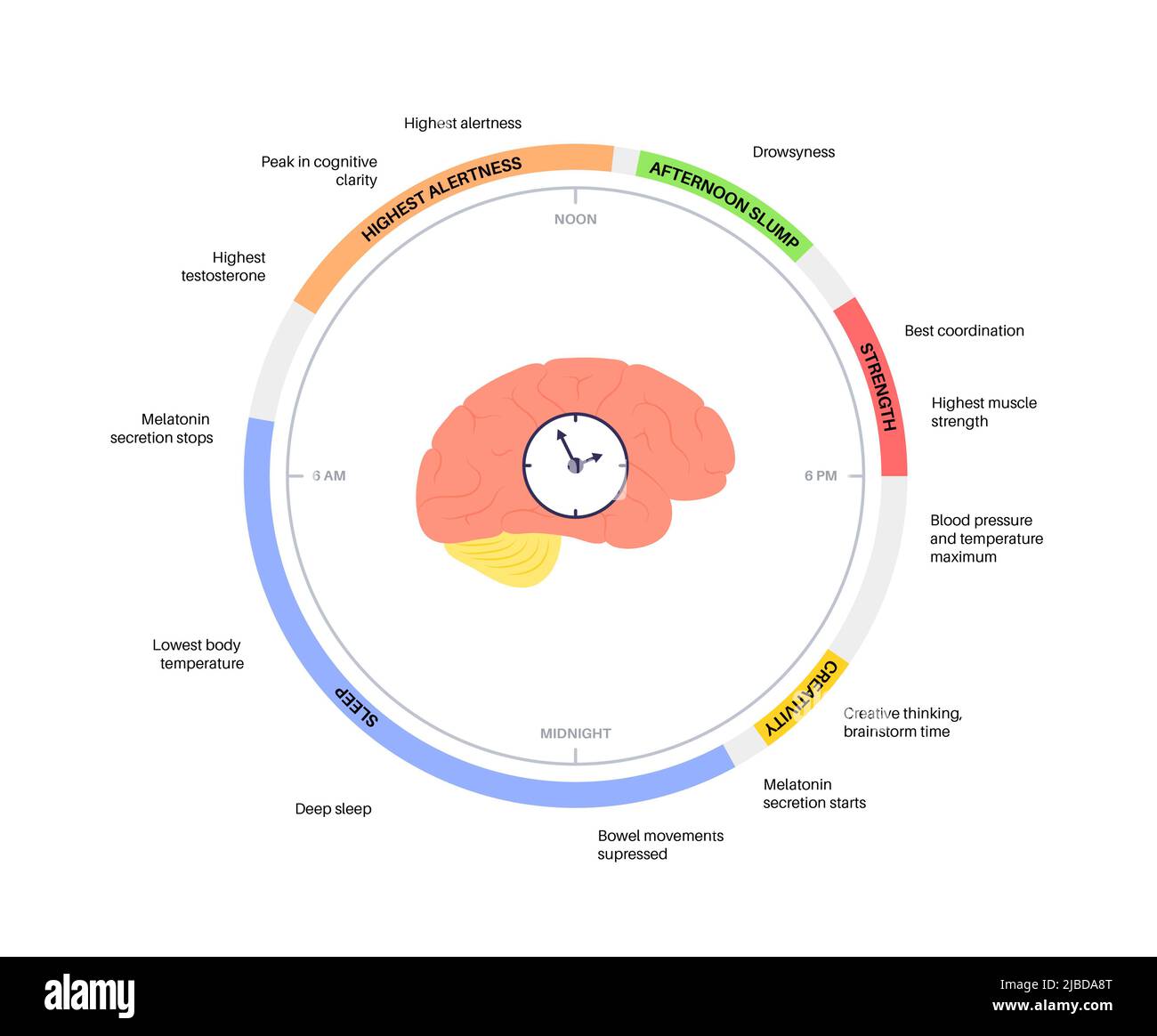 Sleep wake cycle, illustration Stock Photo - Alamy