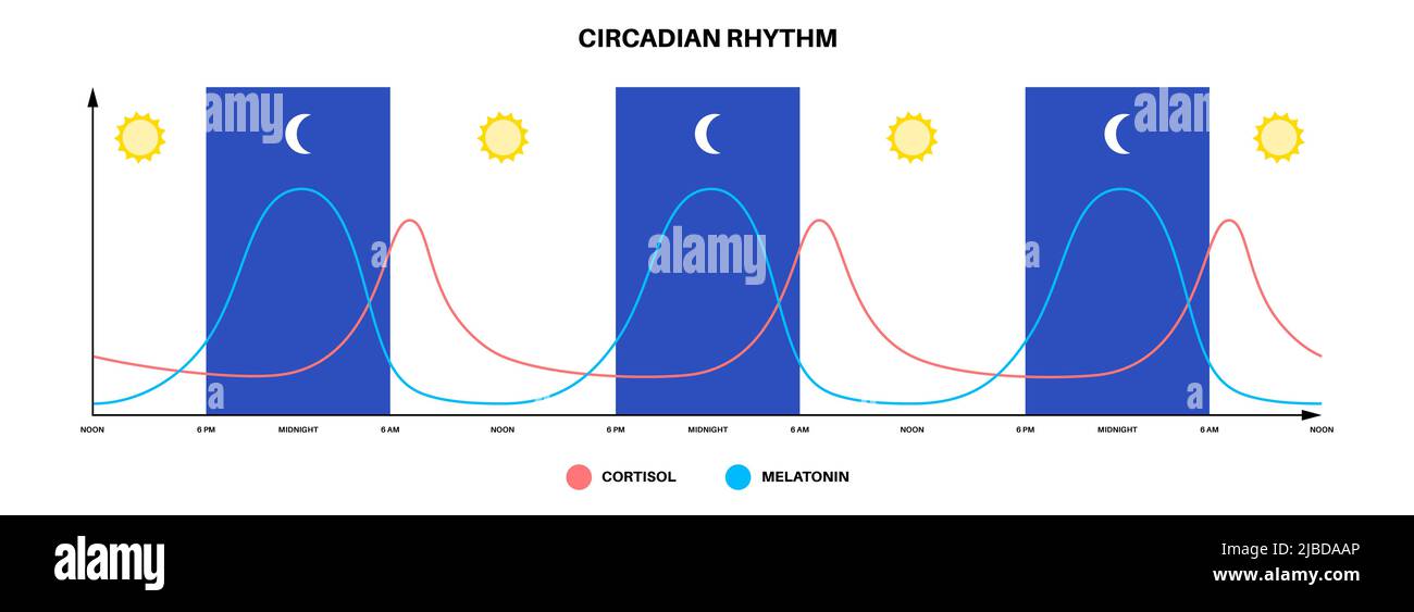 Sleep wake cycle, illustration Stock Photo - Alamy