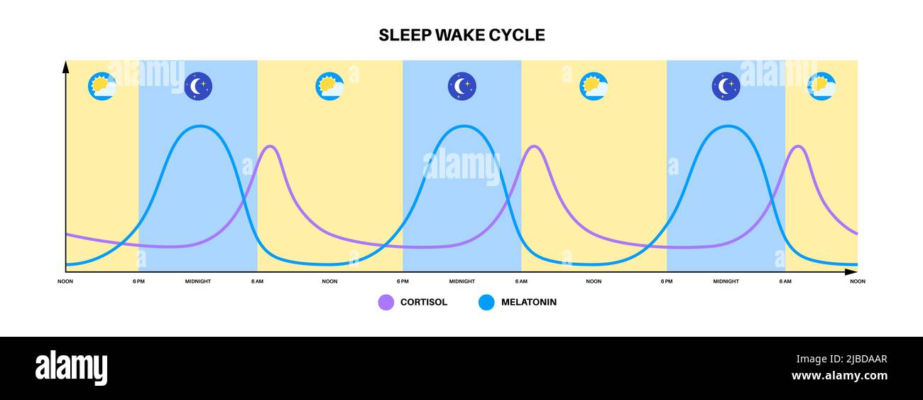 Sleep wake cycle, illustration Stock Photo - Alamy