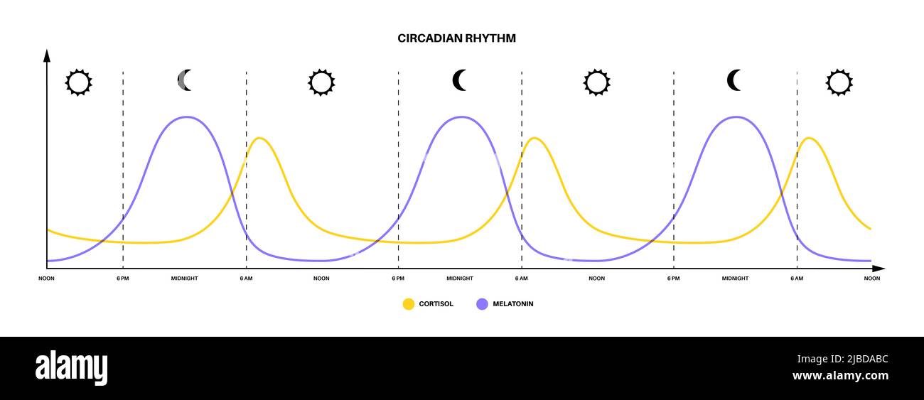 Sleep wake cycle, illustration Stock Photo - Alamy