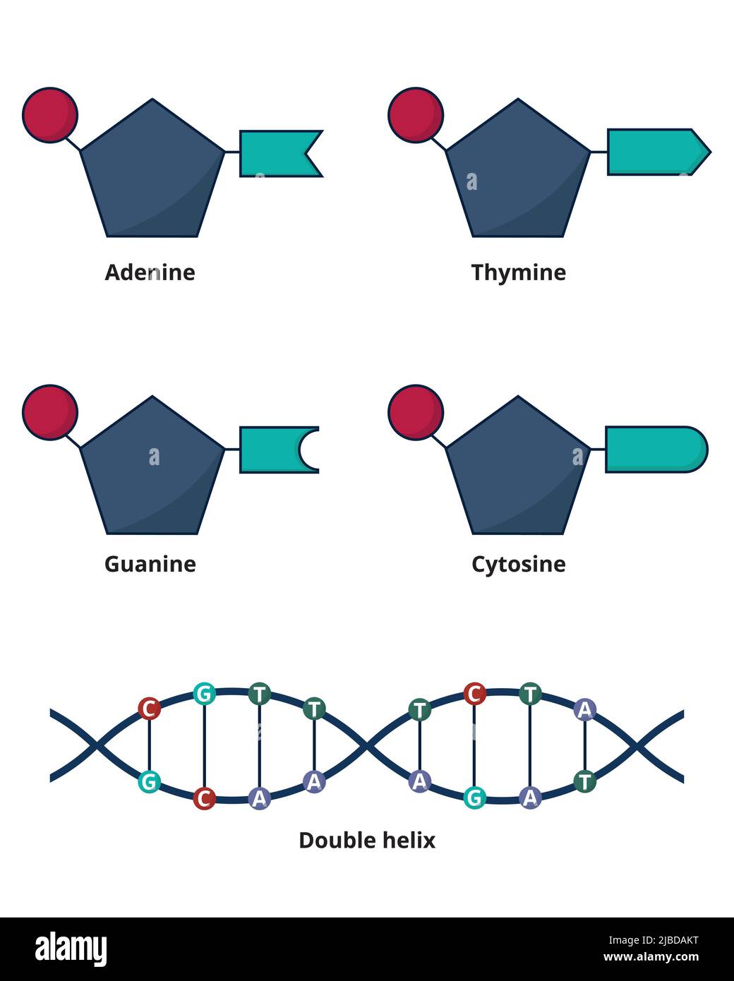 General concept of DNA structure. DNA nucleotids as bases: adenine, cytosine, guanine and thymine. Stock Vector