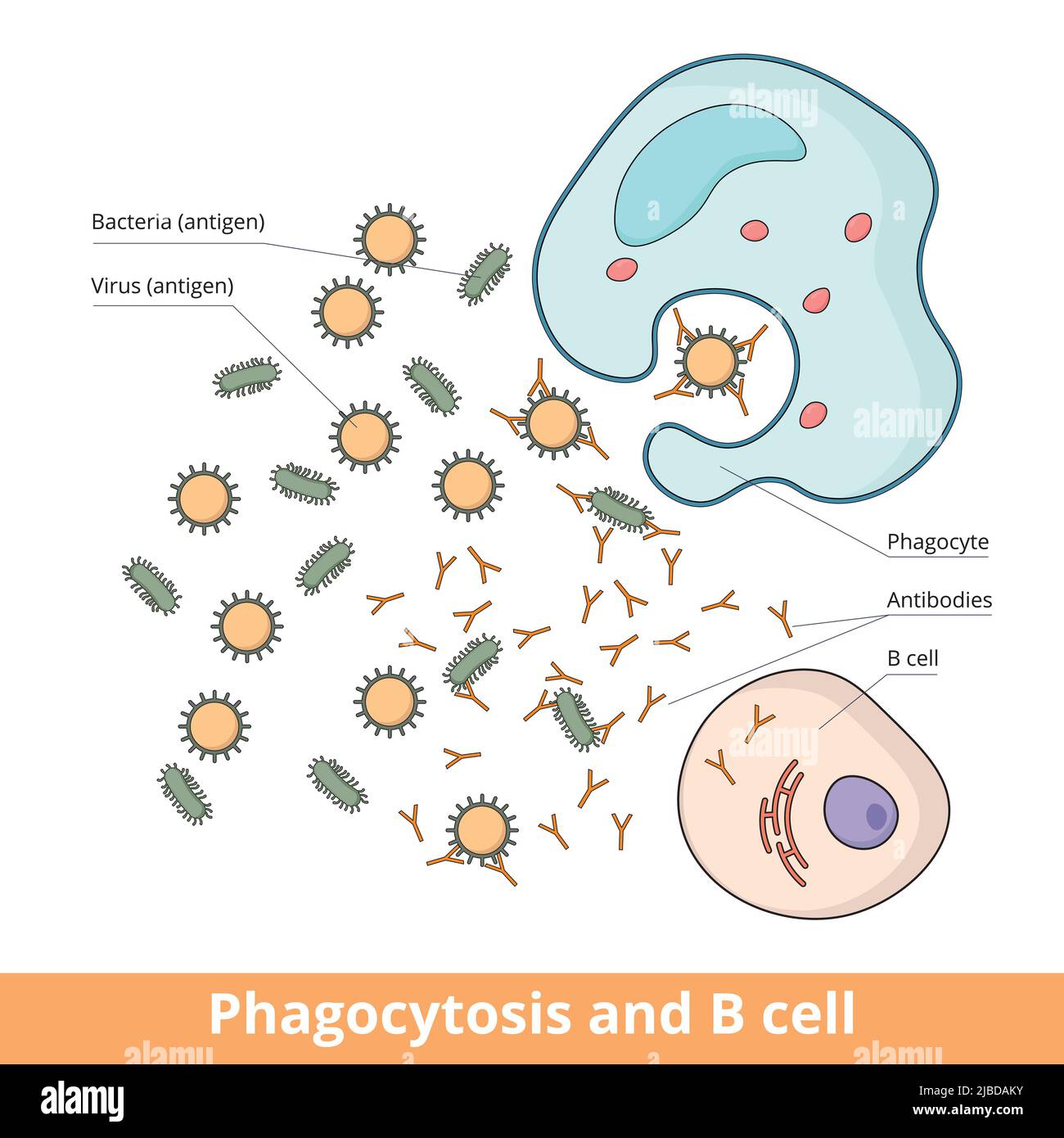 Cooperation between B cell and phagocyte during immune responce caused by bacteria or virus.  B cell produces antibodies that weaken antigen. Stock Vector