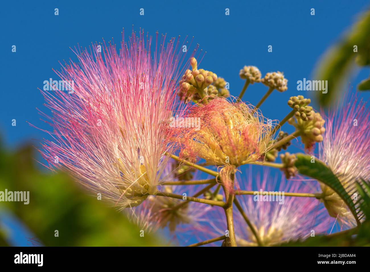 When the flowers of the Albizia julibrissin tree open in June, it adds a different beauty to the environment. Stock Photo