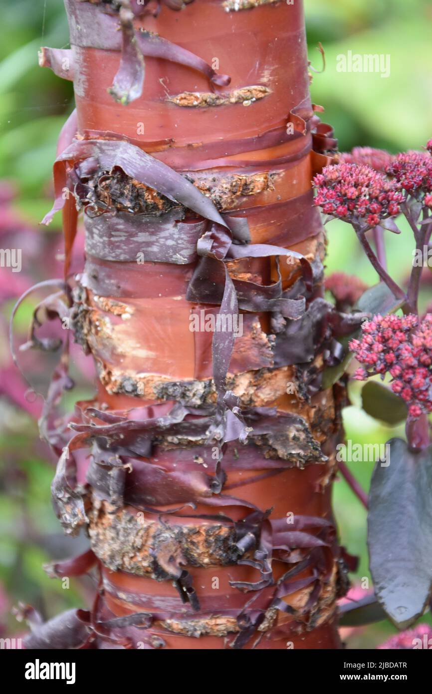 Prunus serrula Stock Photo
