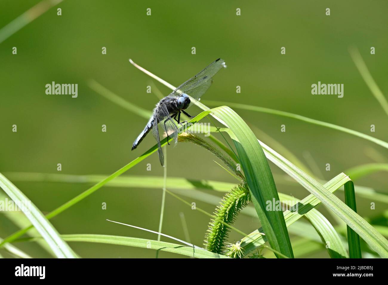 Dragonfly (Odonata) on a blade of grass Stock Photo