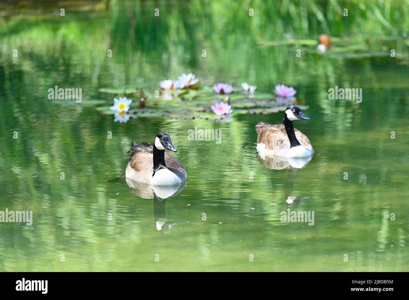 Vienna, Austria. Canada geese (Branta canadensis) in the Floridsdorf water park Stock Photo