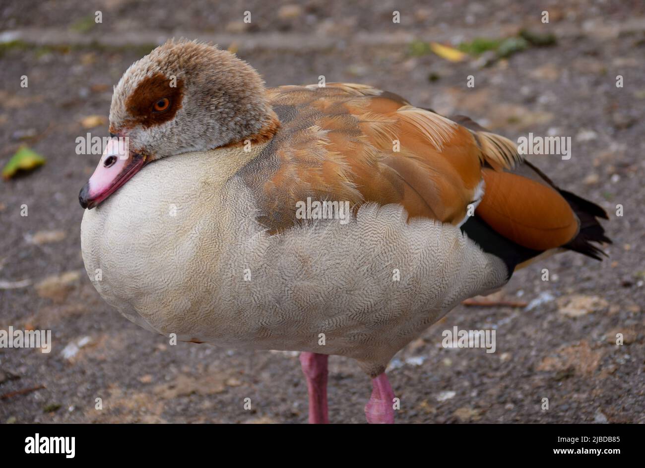 A portrait of an Egyptian Goose Stock Photo