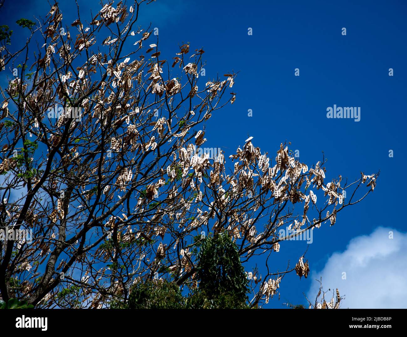 The Seed pods of a Shak Shak Tree, whose rattle gives it the name Stock Photo