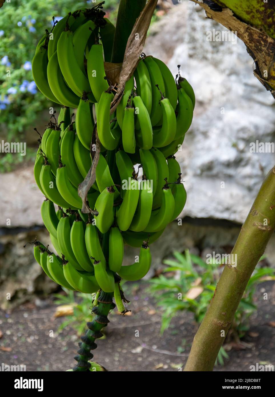 A bunch of bananas hanging from a banana tree Stock Photo