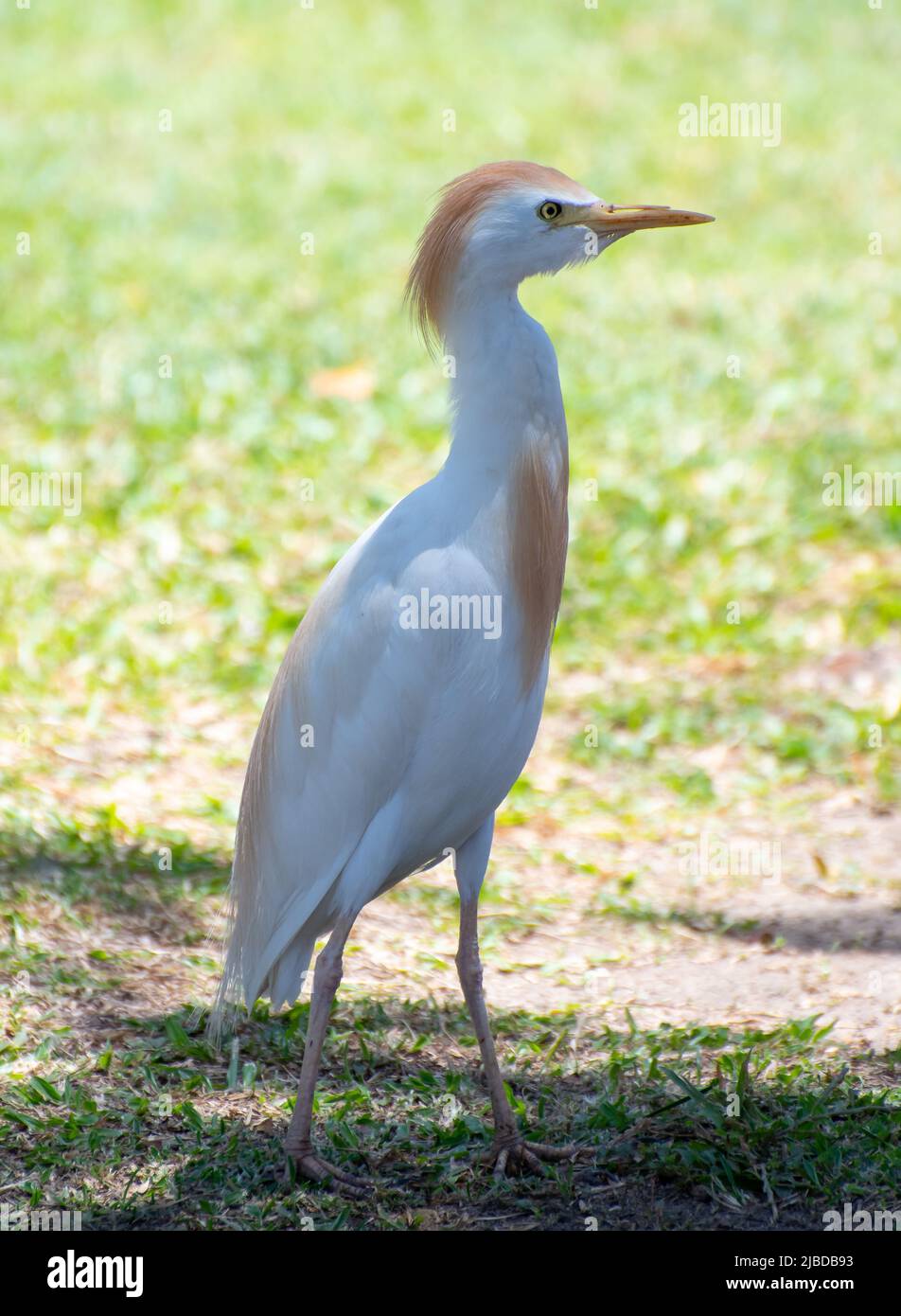 A portrait of a Cattle Egret Stock Photo
